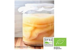 XL Organic Kombucha Scoby with