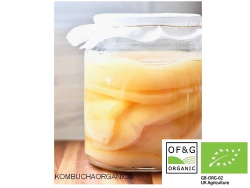 Organic kombucha scoby - organic,