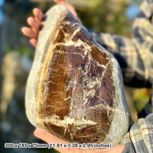 Polished petrified fossil wood - petrified,