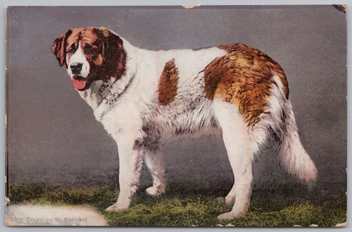 Bernard dog old postcard - st,