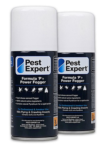 Cluster fly killer insect - fly,