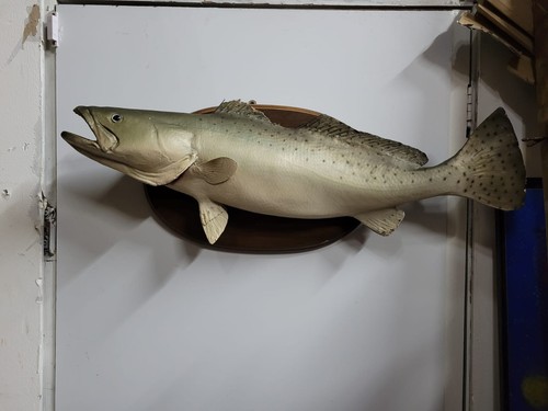 Taxidermy trout salmon carp