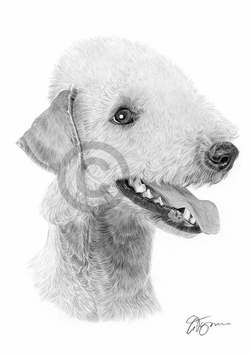 Bedlington terrier dog pencil - bedlington,