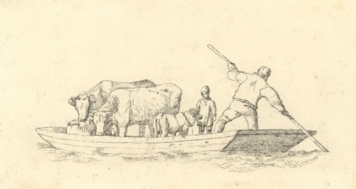 Animal livestock transported - animal,