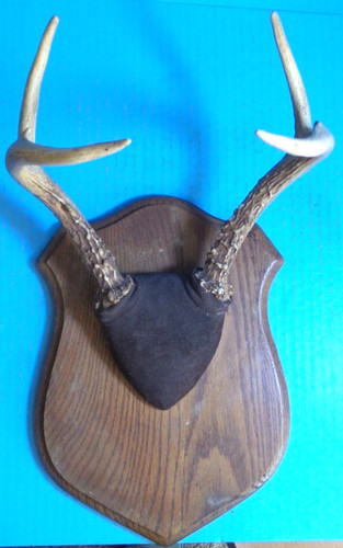 Vintage point whitetail deer - vintage, 5
