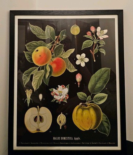 Vintage style botanical fruit - vintage-style,