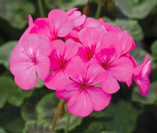 24 Zonal Geranium F1 Horizon