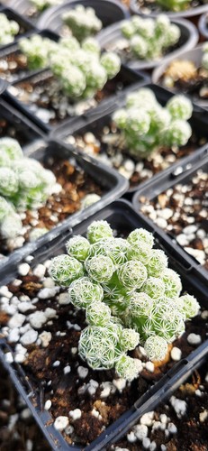 Mammillaria vetula gracilis