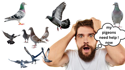 Take your pigeon racing the - take, to