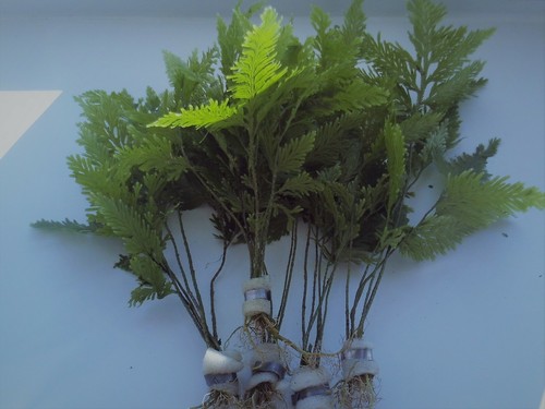 Bunched leaded umbrella fern - leaded,