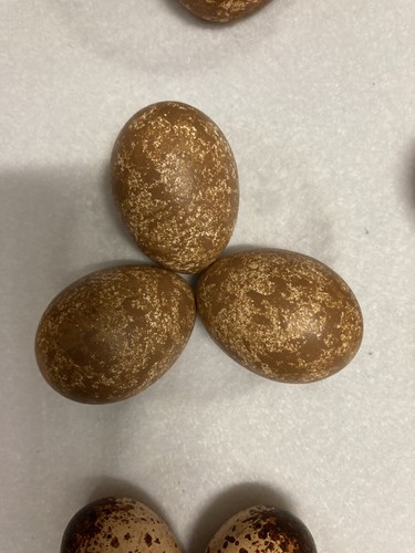 Replica hobby eggs - replica,