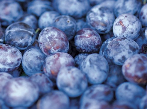 Prunus czar plum fruit - czar, tree