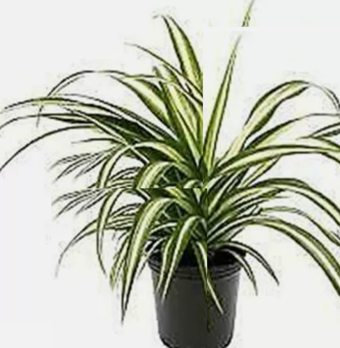 Spider variegated chlorophytum - spider,
