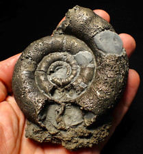 HUGE pyrite ammonite fossil Eoderoceras (100mm) Charmouth Jurassic Fossils UK