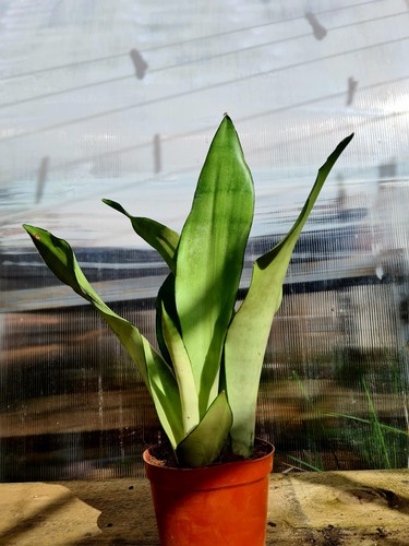 Sansevieria trifasciata - sansevieria,