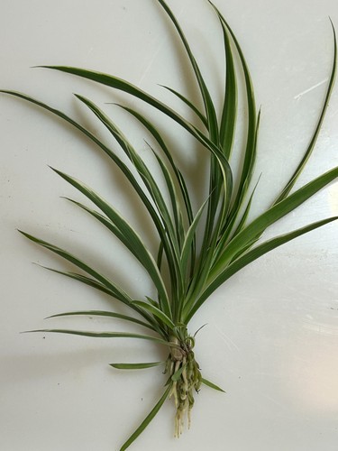 Spider plant seedlings known - seedlings,