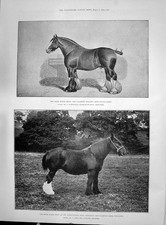 Old 1892 Shire Horse Show