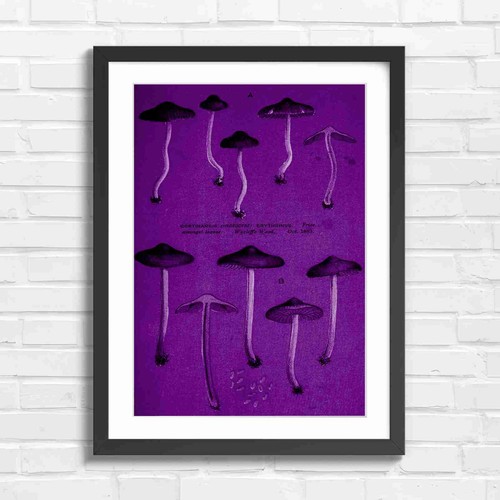 Vintage botanical mushroom - botanical,