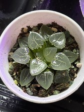 haworthia plants 6-7cm