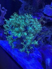 *Marine Coral Fluorescent