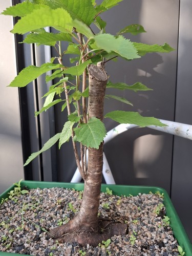 Chunky cherry bonsai tree - chunky,