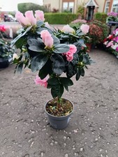 Light Pink Standard Azalea
