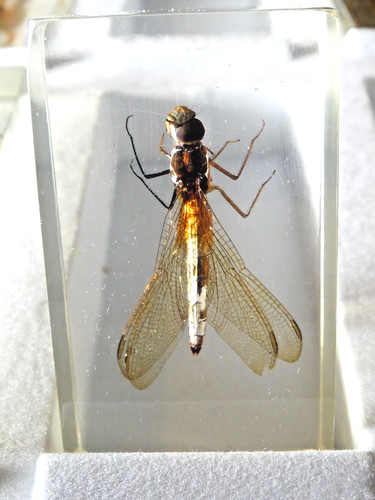 National geographic insect - national,