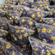 Blue Lotus |Nymphaea Caerulea|