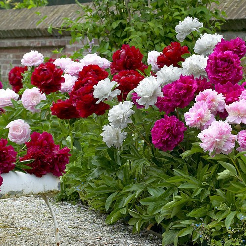 Peony mix named selection - 3,
