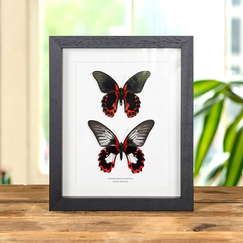Scarlet mormon butterfly - scarlet,