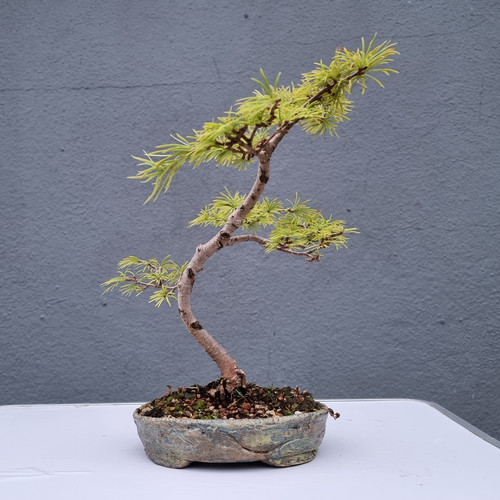 Pinus bonsai tree needle - bonsai,