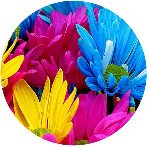 Colourful daisy pretty car tax - daisy,