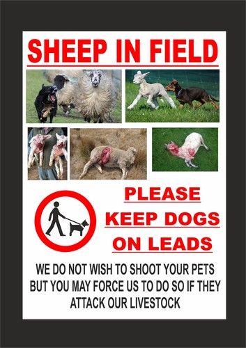 Sheep field keep dogs on - dogs,