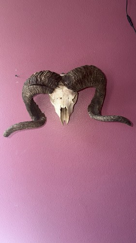 Ram skull taxidermy - skull,