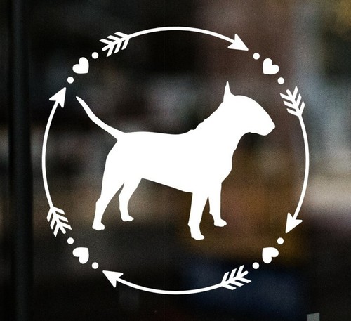 English bull terrier - english,