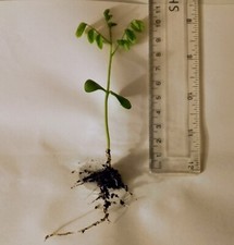 Japanese Pagoda tree seedling for garden or bonsai - Letterbox friendly box