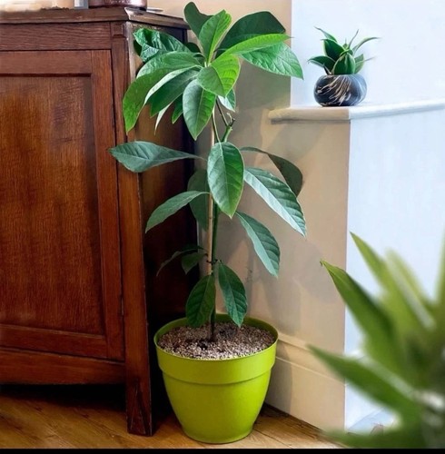 Live avocado plant healthy - plant,