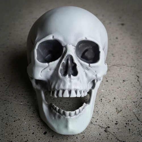Realistic skull skeleton head - ,