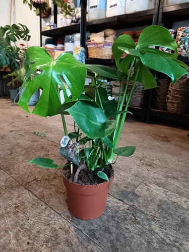 Monstera deliciosa 60cm - monstera, –
