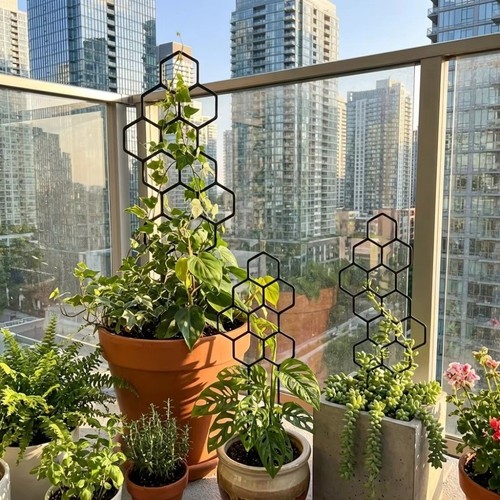 Climbing frame honeycomb plant - climbing,