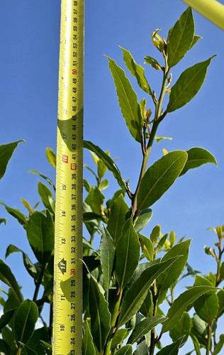 Laurus nobilis bay laurel - 2, x