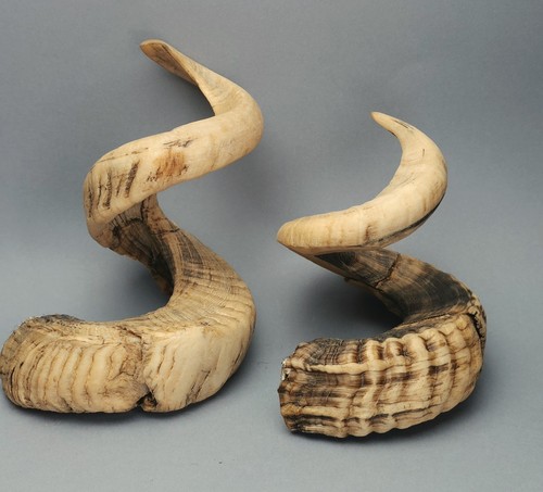 Two ram horns unpolished - horns,