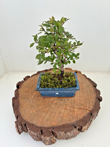Chinese elm ulmus - chinese,
