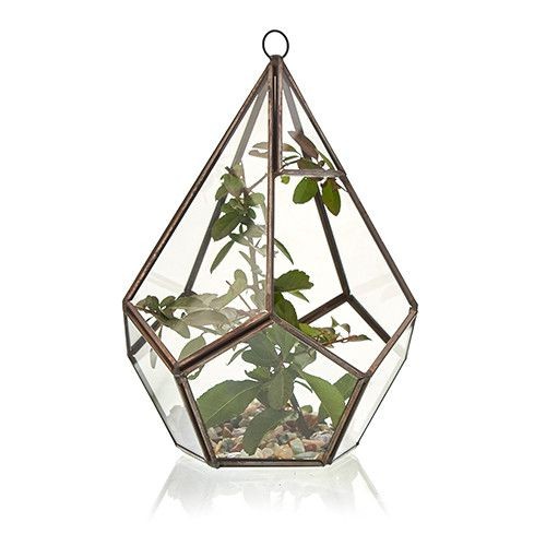 Glass terrarium large - glass,