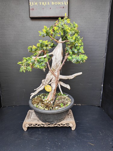 Tanuki needle juniper - (90r)tanuki,