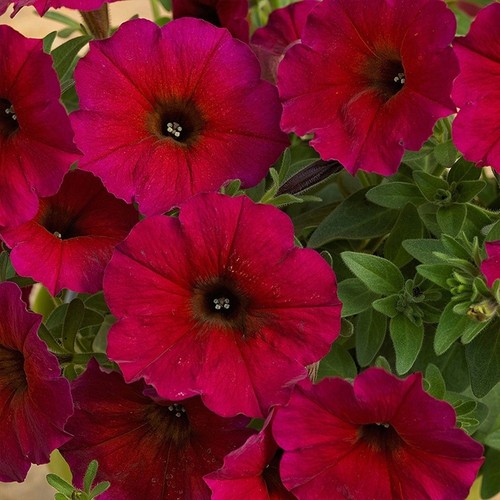 Petunia beautical - petunia, (petchoa)