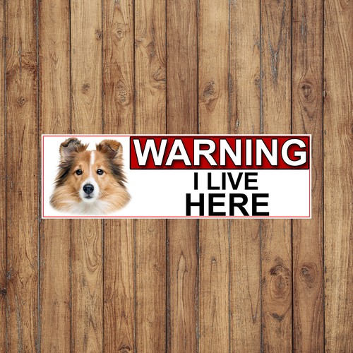 Shetland sheep dog - sheep, warning