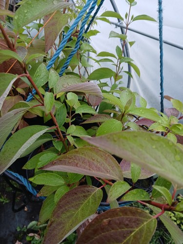 40x red stemmed dogwood - red,