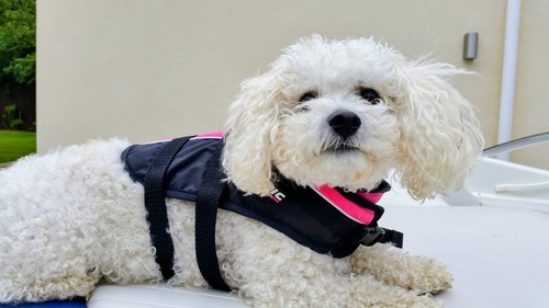Baltic dog life jacket size - life,