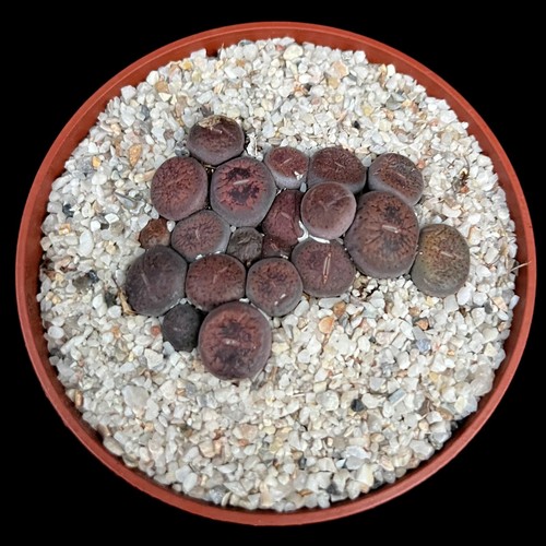 Mixed lithops colony - lithops,